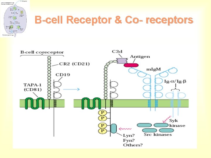 B-cell Receptor & Co- receptors 
