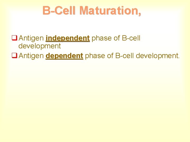 B-Cell Maturation, q Antigen independent phase of B-cell development q Antigen dependent phase of