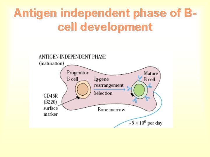 Antigen independent phase of Bcell development 