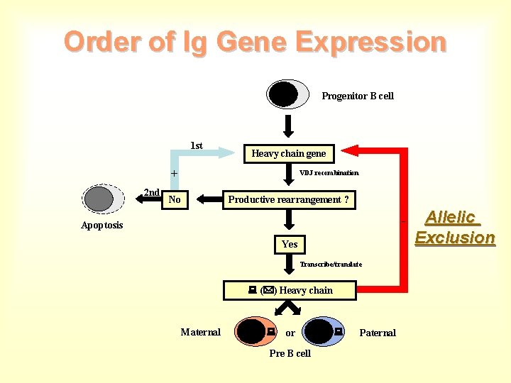 Order of Ig Gene Expression Progenitor B cell 1 st Heavy chain gene +