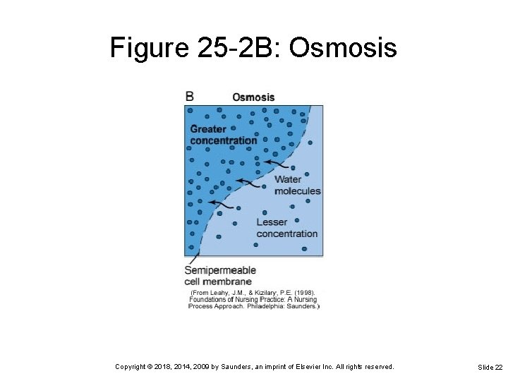 Figure 25 -2 B: Osmosis Copyright © 2018, 2014, 2009 by Saunders, an imprint