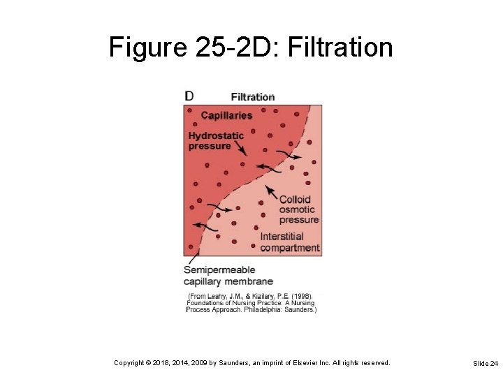 Figure 25 -2 D: Filtration Copyright © 2018, 2014, 2009 by Saunders, an imprint