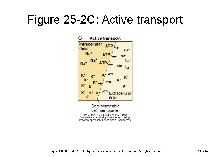 Figure 25 -2 C: Active transport Copyright © 2018, 2014, 2009 by Saunders, an