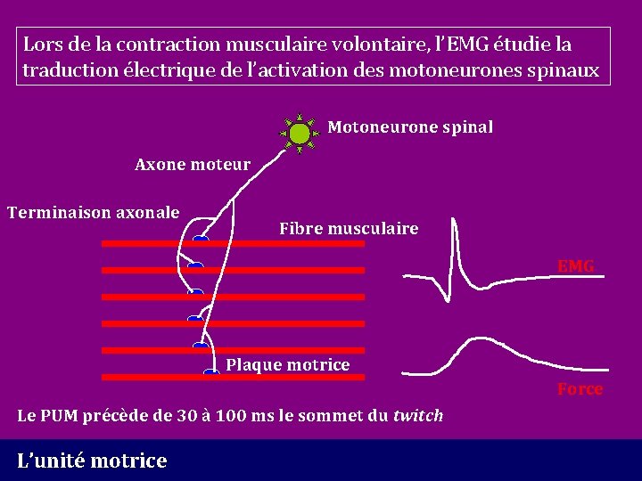 Lors de la contraction musculaire volontaire, l’EMG étudie la traduction électrique de l’activation des