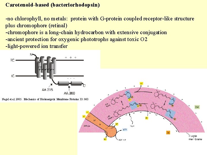 Carotenoid-based (bacteriorhodopsin) -no chlorophyll, no metals: protein with G-protein coupled receptor-like structure plus chromophore