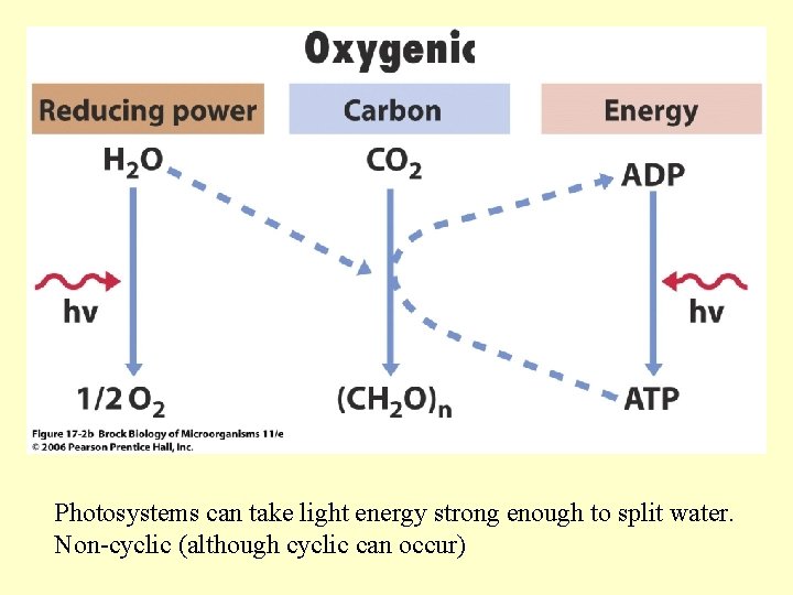 Photosystems can take light energy strong enough to split water. Non-cyclic (although cyclic can