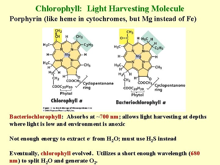 Chlorophyll: Light Harvesting Molecule Porphyrin (like heme in cytochromes, but Mg instead of Fe)