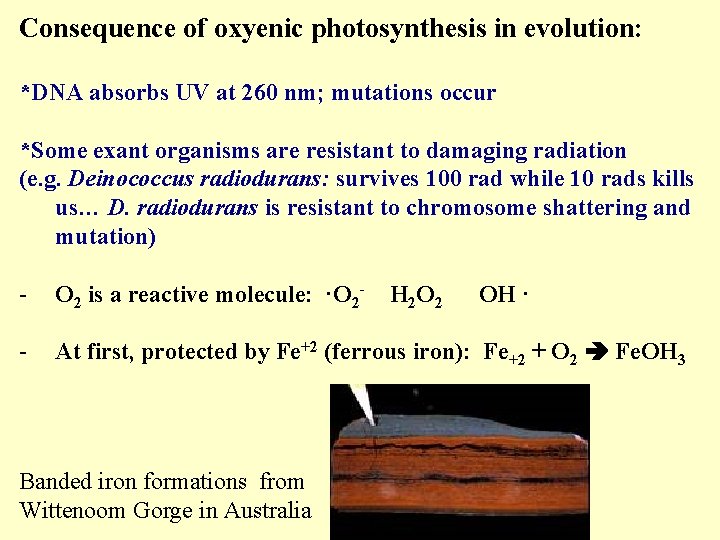 Consequence of oxyenic photosynthesis in evolution: *DNA absorbs UV at 260 nm; mutations occur