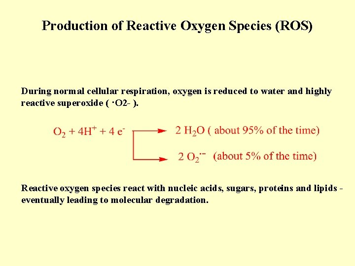 Production of Reactive Oxygen Species (ROS) During normal cellular respiration, oxygen is reduced to