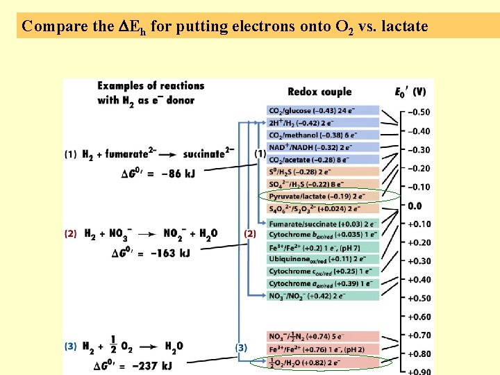 Compare the DEh for putting electrons onto O 2 vs. lactate 