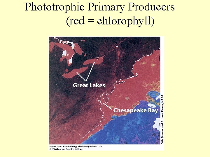 Phototrophic Primary Producers (red = chlorophyll) 