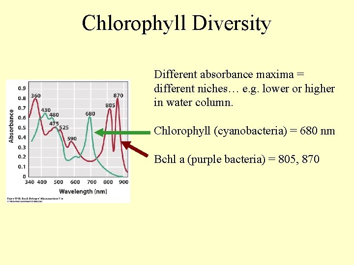 Chlorophyll Diversity Different absorbance maxima = different niches… e. g. lower or higher in