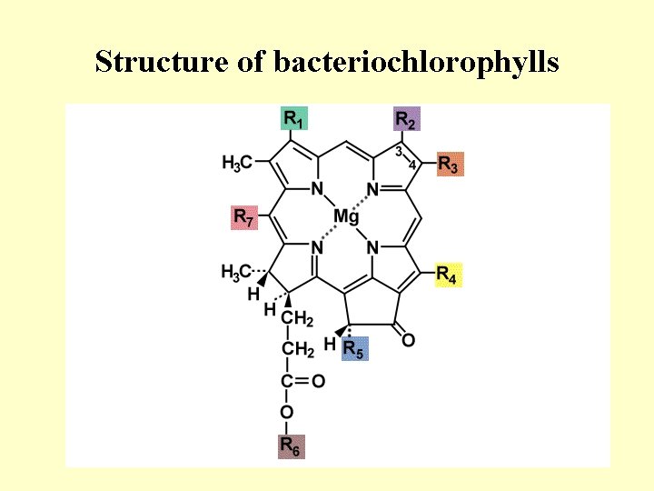 Structure of bacteriochlorophylls 