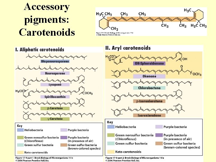 Accessory pigments: Carotenoids 