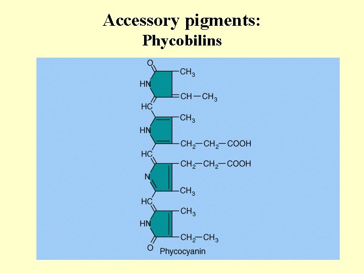 Accessory pigments: Phycobilins 