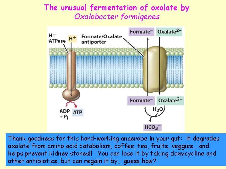 The unusual fermentation of oxalate by Oxalobacter formigenes Thank goodness for this hard-working anaerobe