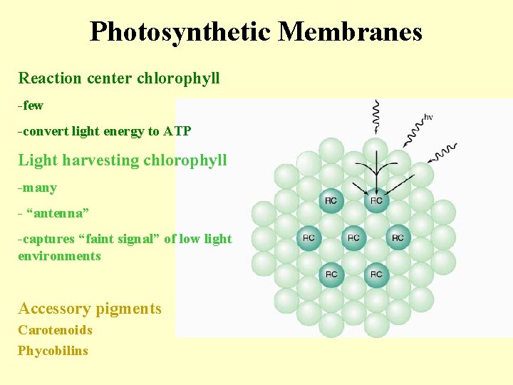 Photosynthetic Membranes Reaction center chlorophyll -few -convert light energy to ATP Light harvesting chlorophyll