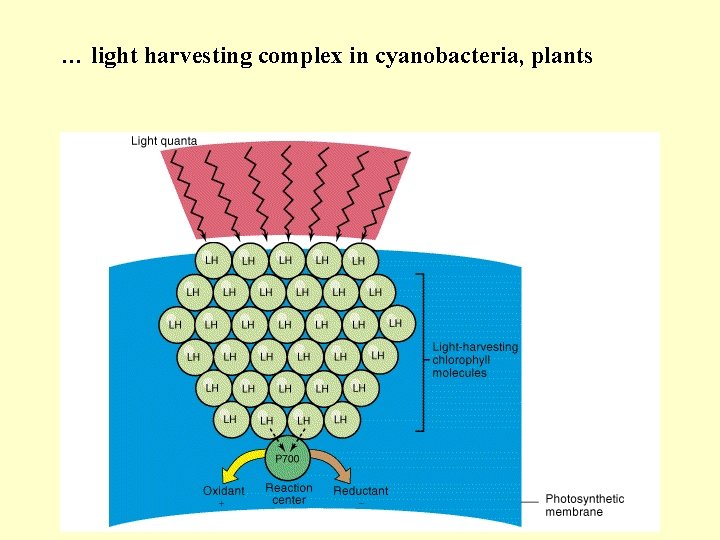 … light harvesting complex in cyanobacteria, plants 