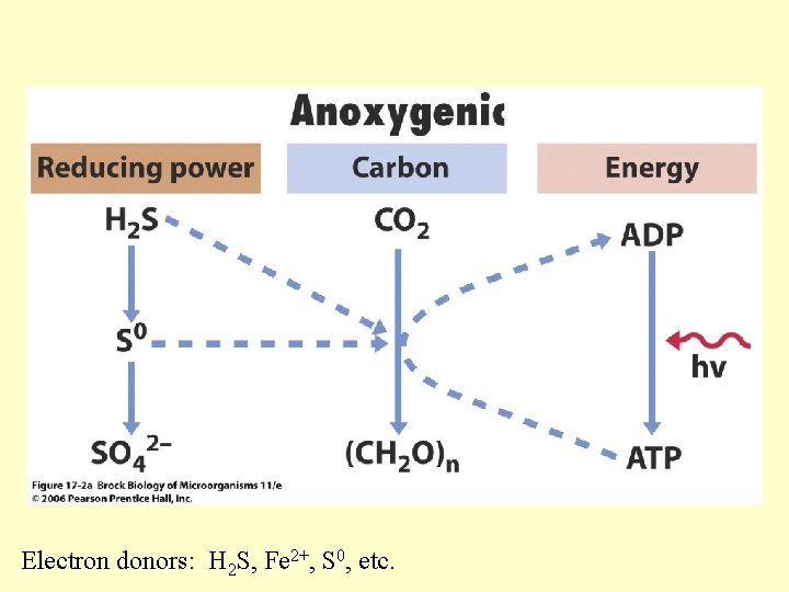 Electron donors: H 2 S, Fe 2+, S 0, etc. 