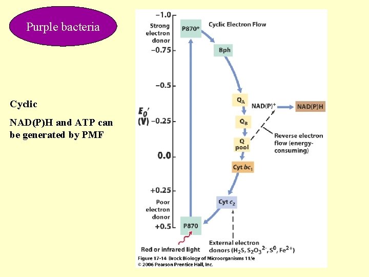 Purple bacteria Cyclic NAD(P)H and ATP can be generated by PMF 