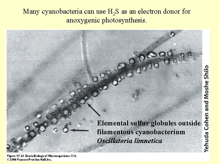 Many cyanobacteria can use H 2 S as an electron donor for anoxygenic photosynthesis.
