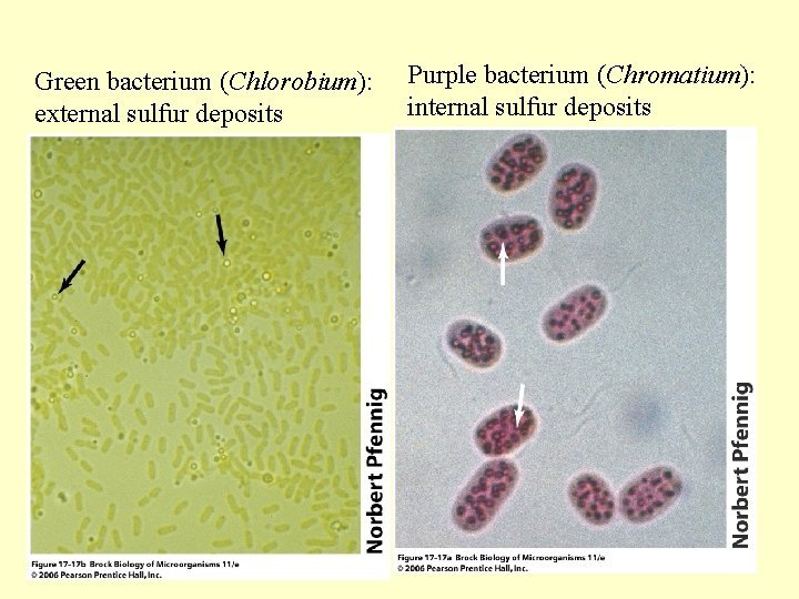 Green bacterium (Chlorobium): external sulfur deposits Purple bacterium (Chromatium): internal sulfur deposits 