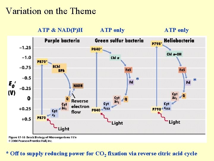 Variation on the Theme ATP & NAD(P)H ATP only * * * Off to