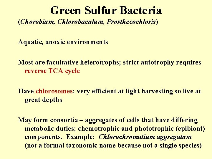 Green Sulfur Bacteria (Chorobium, Chlorobaculum, Prosthecochloris) Aquatic, anoxic environments Most are facultative heterotrophs; strict