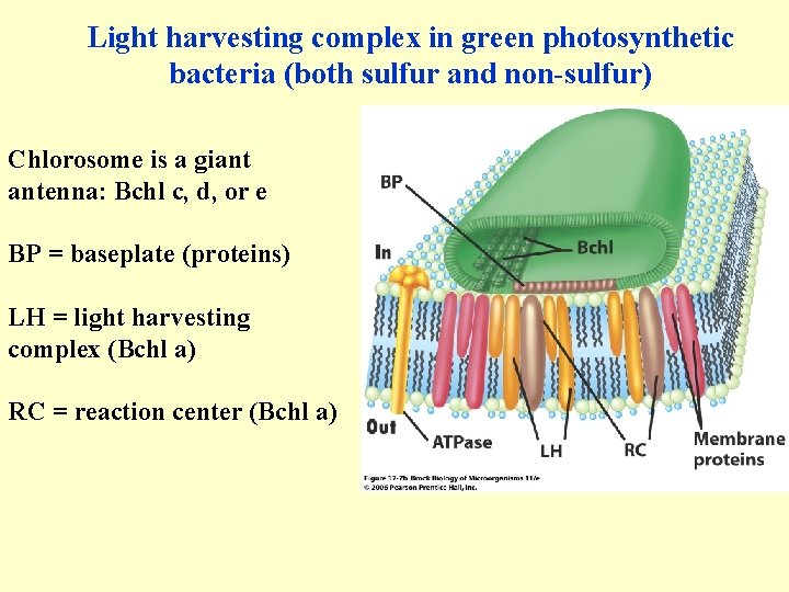 Light harvesting complex in green photosynthetic bacteria (both sulfur and non-sulfur) Chlorosome is a