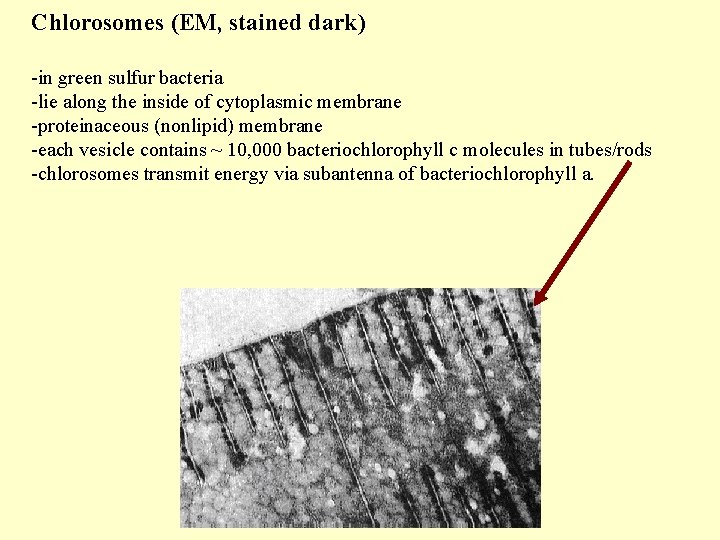 Chlorosomes (EM, stained dark) -in green sulfur bacteria -lie along the inside of cytoplasmic