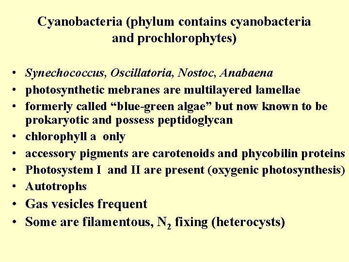 Cyanobacteria (phylum contains cyanobacteria and prochlorophytes) • Synechococcus, Oscillatoria, Nostoc, Anabaena • photosynthetic mebranes