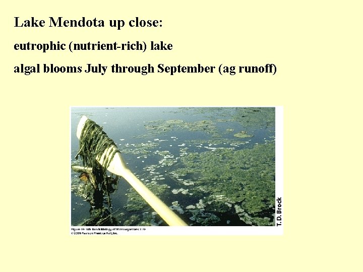 Lake Mendota up close: eutrophic (nutrient-rich) lake algal blooms July through September (ag runoff)