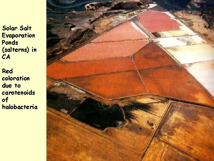 Solar Salt Evaporation Ponds (salterns) in CA Red coloration due to carotenoids of halobacteria