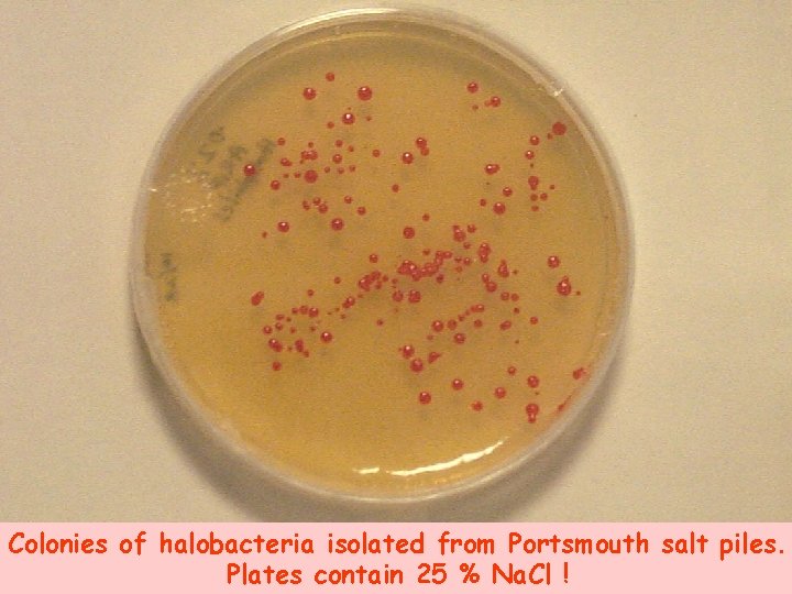 Colonies of halobacteria isolated from Portsmouth salt piles. Plates contain 25 % Na. Cl