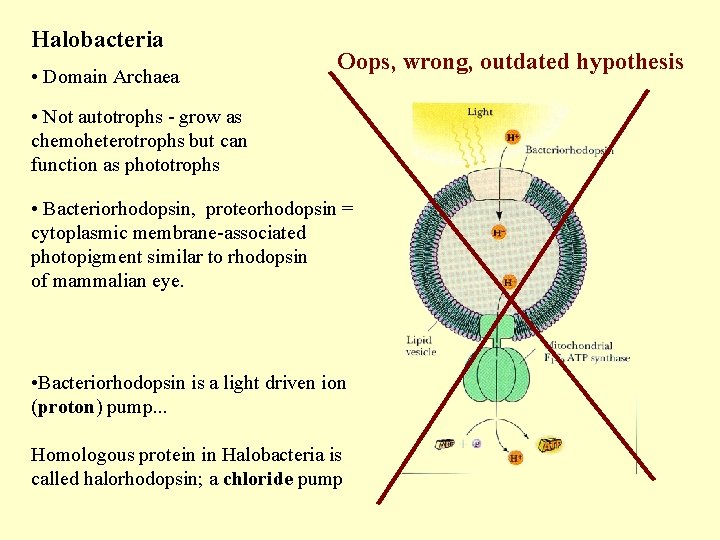 Halobacteria • Domain Archaea Oops, wrong, outdated hypothesis • Not autotrophs - grow as