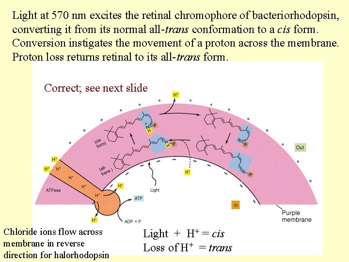 Light at 570 nm excites the retinal chromophore of bacteriorhodopsin, converting it from its