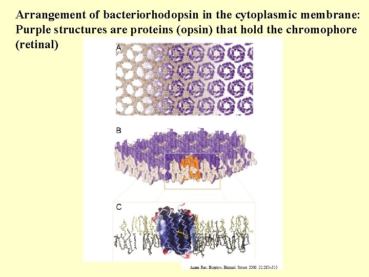 Arrangement of bacteriorhodopsin in the cytoplasmic membrane: Purple structures are proteins (opsin) that hold