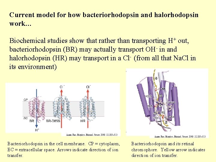 Current model for how bacteriorhodopsin and halorhodopsin work… Biochemical studies show that rather than