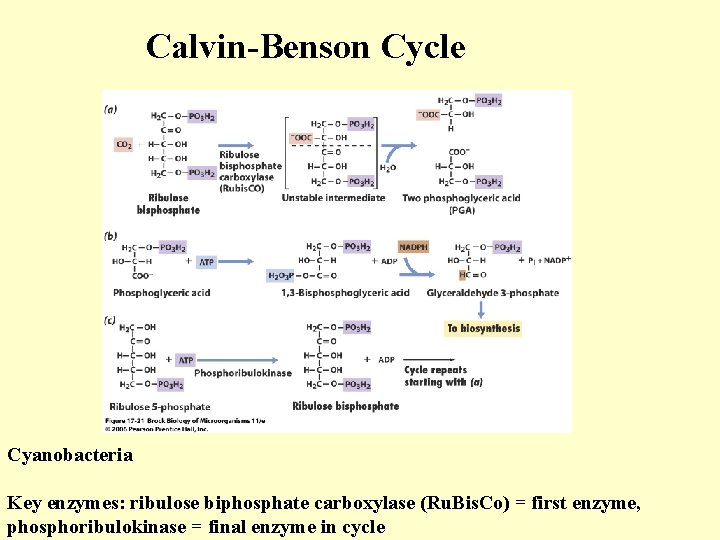 Calvin-Benson Cycle Cyanobacteria Key enzymes: ribulose biphosphate carboxylase (Ru. Bis. Co) = first enzyme,