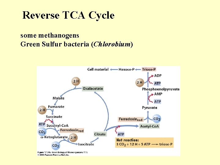 Reverse TCA Cycle some methanogens Green Sulfur bacteria (Chlorobium) 