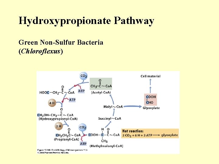 Hydroxypropionate Pathway Green Non-Sulfur Bacteria (Chloroflexus) 