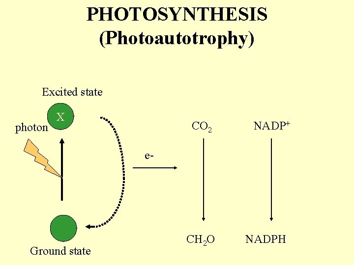 PHOTOSYNTHESIS (Photoautotrophy) Excited state photon X CO 2 NADP+ e- Ground state CH 2