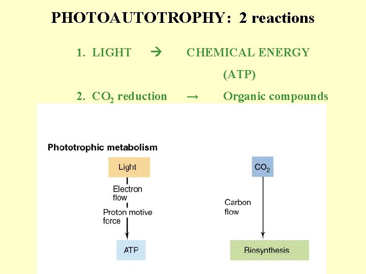 PHOTOAUTOTROPHY: 2 reactions 1. LIGHT CHEMICAL ENERGY (ATP) 2. CO 2 reduction → Organic