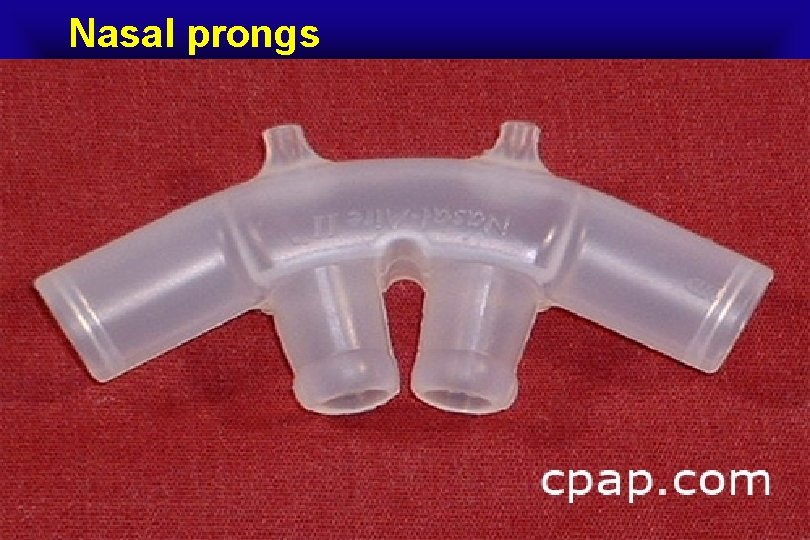 Nasal prongs 