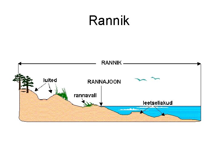 Rannik 