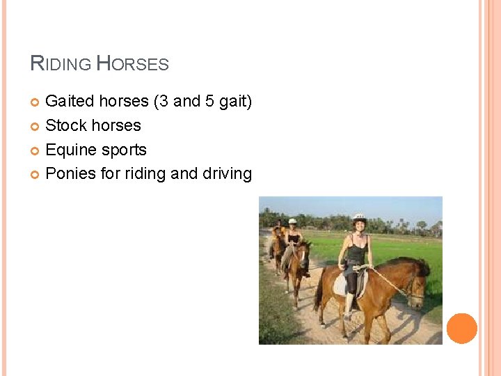 RIDING HORSES Gaited horses (3 and 5 gait) Stock horses Equine sports Ponies for