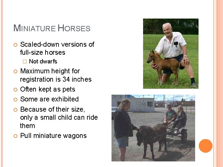 MINIATURE HORSES Scaled-down versions of full-size horses � Not dwarfs Maximum height for registration