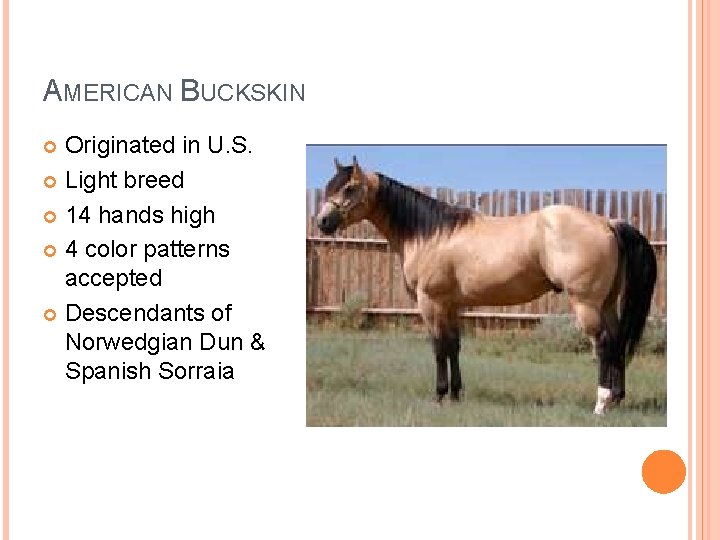 AMERICAN BUCKSKIN Originated in U. S. Light breed 14 hands high 4 color patterns