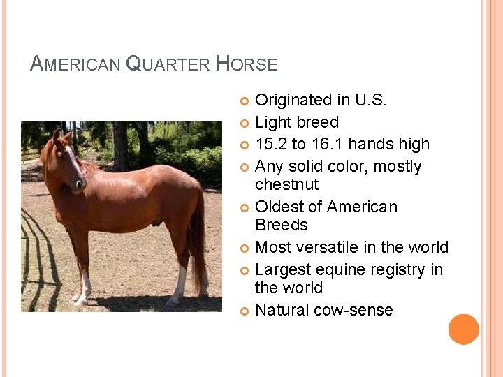 AMERICAN QUARTER HORSE Originated in U. S. Light breed 15. 2 to 16. 1