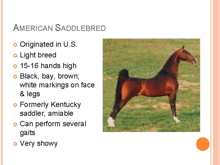 AMERICAN SADDLEBRED Originated in U. S. Light breed 15 -16 hands high Black, bay,